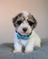 Rembrandt , a male Poodle - Toy  and Poodle - Miniature  for sale in Tooele, UT – 3 of 5