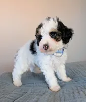 Raphael , a male Poodle - Toy  and Poodle - Miniature  for sale in Tooele, UT – 4 of 4