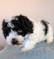 Monet , a male Poodle - Toy  and Poodle - Miniature  for sale in Tooele, UT – 2 of 4