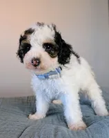 Raphael , a male Poodle - Toy  and Poodle - Miniature  for sale in Tooele, UT – 2 of 4