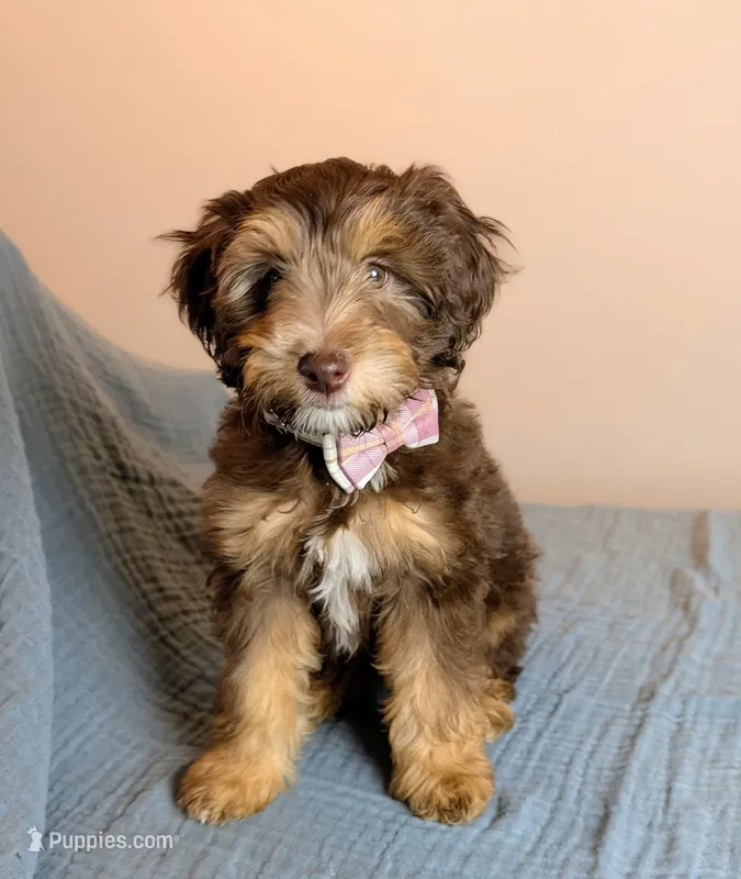 Juniper - Mini Labradoodle – Labradoodle, Miniature Labradoodle puppy for sale in Tooele, UT