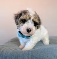 Rembrandt , a male Poodle - Toy  and Poodle - Miniature  for sale in Tooele, UT – 5 of 5