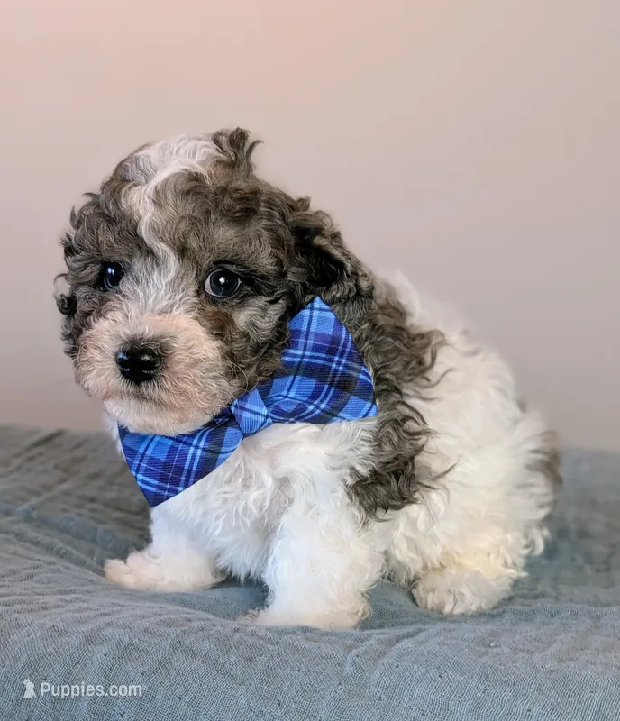 Michelangelo  – Poodle - Toy , Poodle - Miniature  puppy for sale in Tooele, UT