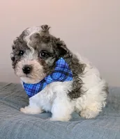 Michelangelo , a male Poodle - Toy  and Poodle - Miniature  for sale in Tooele, UT – 1 of 4