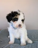 Raphael , a male Poodle - Toy  and Poodle - Miniature  for sale in Tooele, UT – 3 of 4