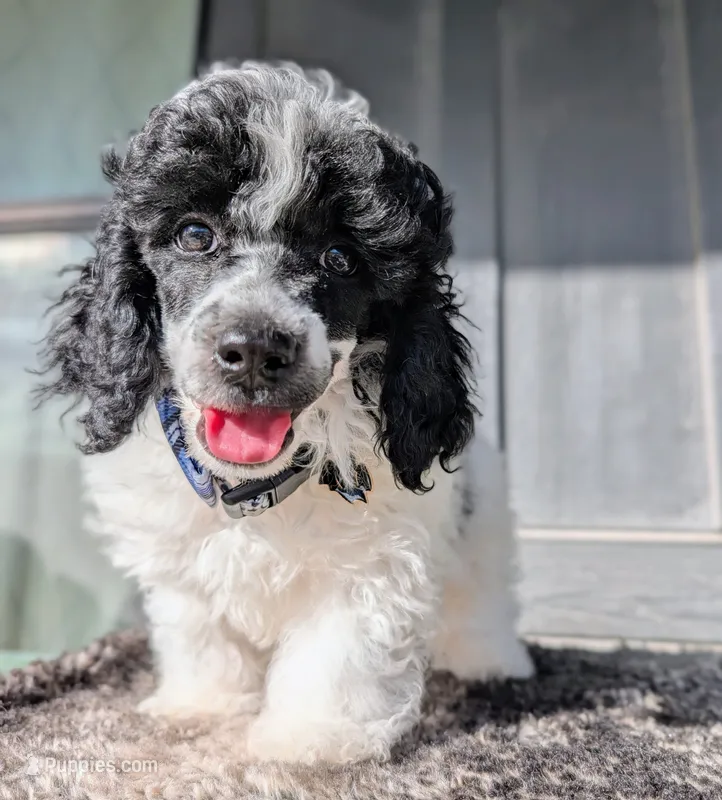 Monet  – Poodle - Toy , Poodle - Miniature  puppy for sale in Tooele, UT