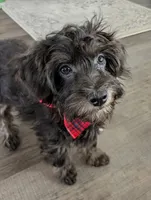 Dublin - Rare Charcoal/Blue Toy Labradoodle , a male Poodle - Toy  and Miniature Labradoodle for sale in Tooele, UT – 2 of 6