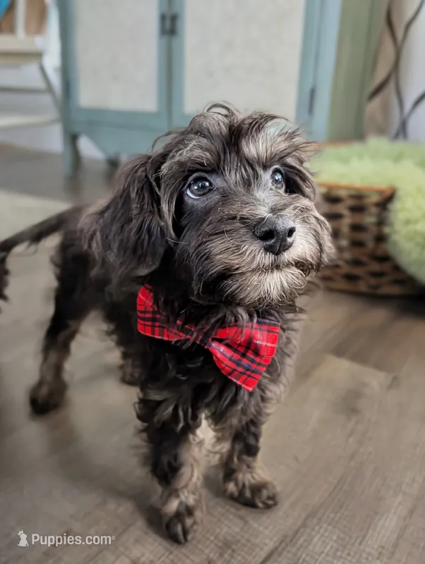Dublin - Rare Charcoal/Blue Toy Labradoodle  – Poodle - Toy , Miniature Labradoodle puppy for sale in Tooele, UT