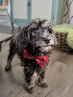 Dublin - Rare Charcoal/Blue Toy Labradoodle , a male Poodle - Toy  and Miniature Labradoodle for sale in Tooele, UT – 1 of 6