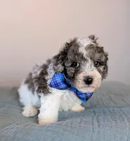 Michelangelo , a male Poodle - Toy  and Poodle - Miniature  for sale in Tooele, UT – 3 of 4