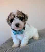 Rembrandt , a male Poodle - Toy  and Poodle - Miniature  for sale in Tooele, UT – 4 of 5