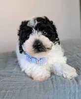 Monet , a male Poodle - Toy  and Poodle - Miniature  for sale in Tooele, UT – 3 of 4