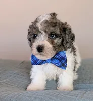 Michelangelo , a male Poodle - Toy  and Poodle - Miniature  for sale in Tooele, UT – 2 of 4