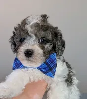 Michelangelo , a male Poodle - Toy  and Poodle - Miniature  for sale in Tooele, UT – 4 of 4