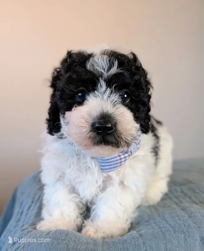 Monet  – Poodle - Toy , Poodle - Miniature  puppy for sale in Tooele, UT