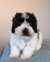 Monet , a male Poodle - Toy  and Poodle - Miniature  for sale in Tooele, UT – 1 of 4