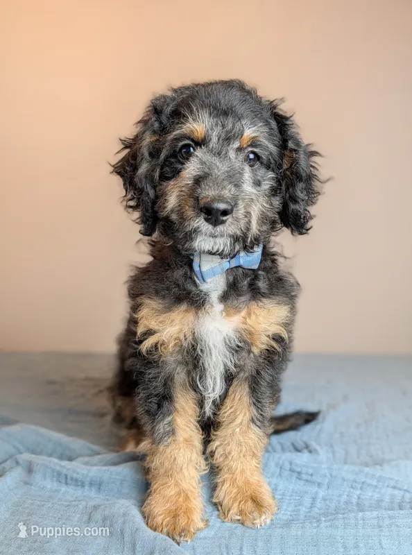 Basalt – Labradoodle, Miniature Labradoodle puppy for sale in Tooele, UT