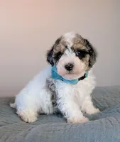 Rembrandt , a male Poodle - Toy  and Poodle - Miniature  for sale in Tooele, UT – 2 of 5