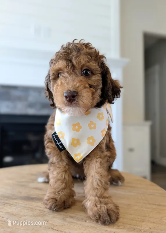 Cedar - Mini Labradoodle – Labradoodle, Miniature Labradoodle puppy for sale in Tooele, UT