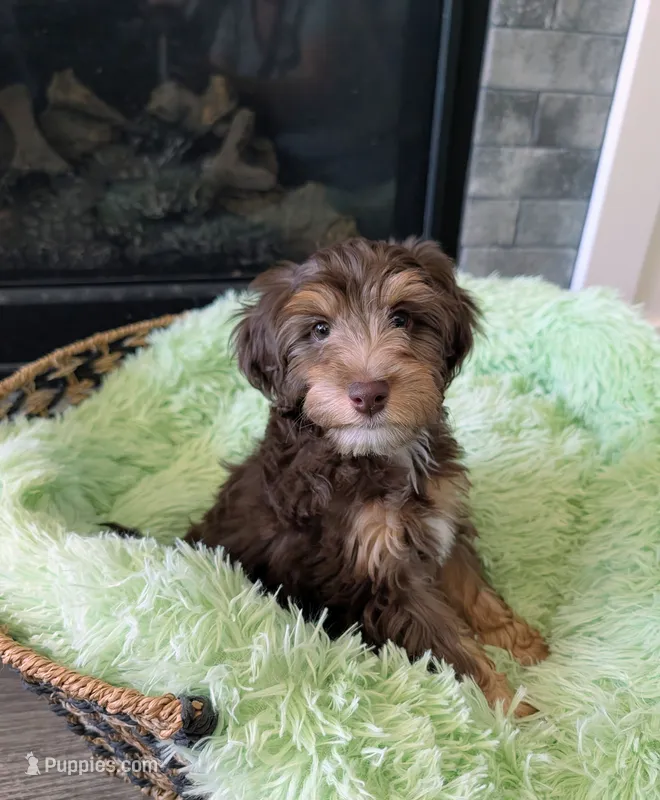Juniper - Mini Labradoodle – Labradoodle, Miniature Labradoodle puppy for sale in Tooele, UT