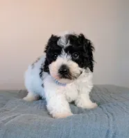 Monet , a male Poodle - Toy  and Poodle - Miniature  for sale in Tooele, UT – 4 of 4