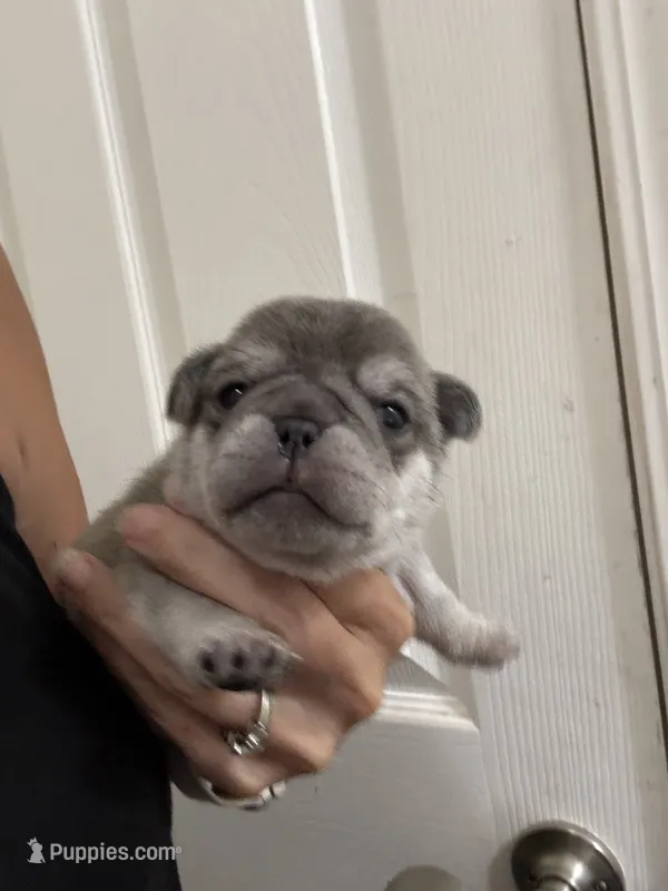 Chinchilla boy, a male Pug for sale in Hurley, MS – 1 of 5
