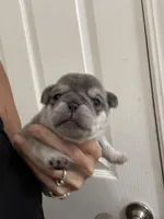 Chinchilla boy, a male Pug for sale in Hurley, MS – 1 of 5