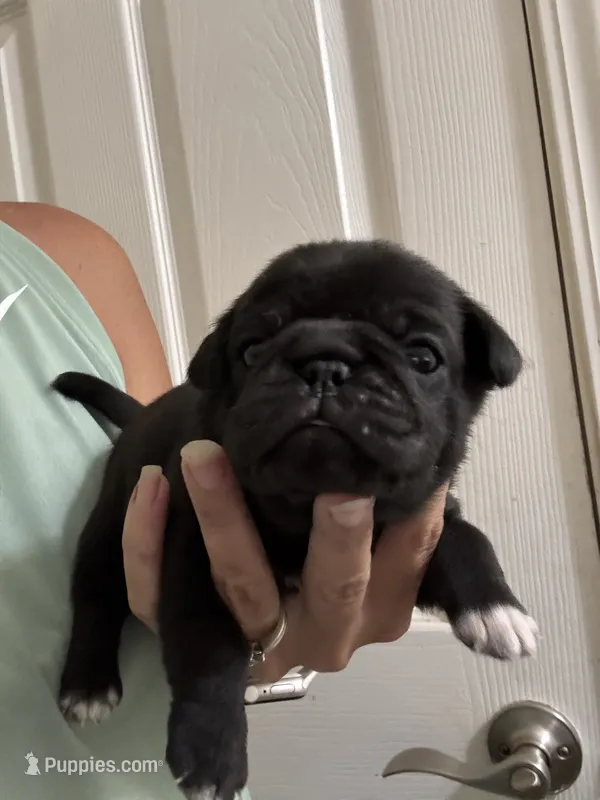 Chunky black boy – Pug puppy for sale in Hurley, MS