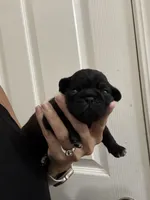 Baby black girl , a female Pug for sale in Hurley, MS – 1 of 4