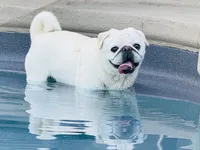 Baby black girl , a female Pug for sale in Hurley, MS – 3 of 4