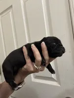 Baby black girl , a female Pug for sale in Hurley, MS – 2 of 4
