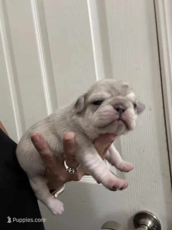 White Merle, a female Pug for sale in Hurley, MS – 1 of 4