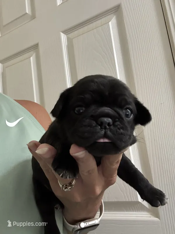 Baby black girl  – Pug puppy for sale in Hurley, MS