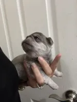 Chinchilla boy, a male Pug for sale in Hurley, MS – 2 of 5