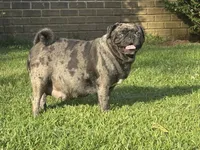 Baby black girl , a female Pug for sale in Hurley, MS – 4 of 4
