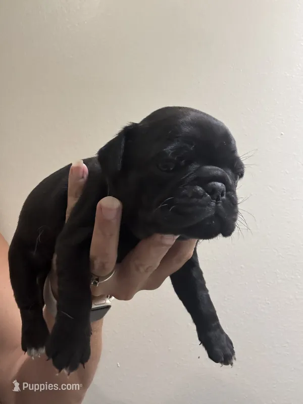 Baby black girl  – Pug puppy on hold in Hurley, MS