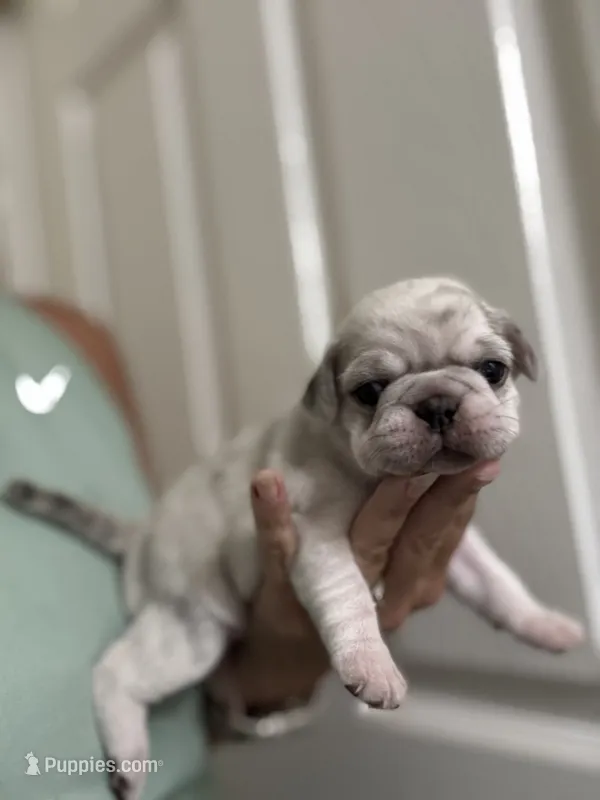 White Merle  – Pug puppy for sale in Hurley, MS