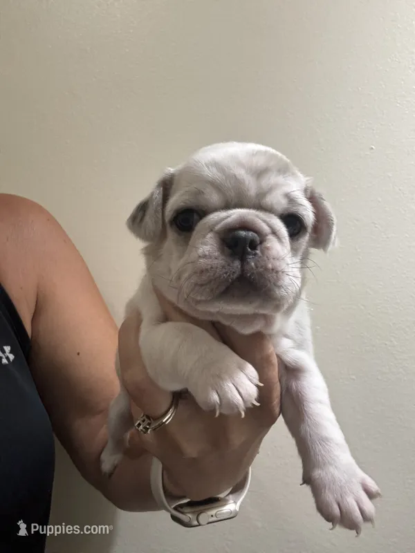 White Merle  – Pug puppy on hold in Hurley, MS