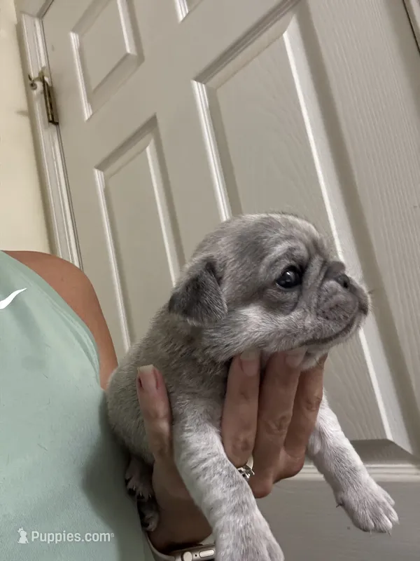 Chinchilla boy – Pug puppy for sale in Hurley, MS