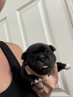 Chunky black boy, a male Pug for sale in Hurley, MS – 1 of 4