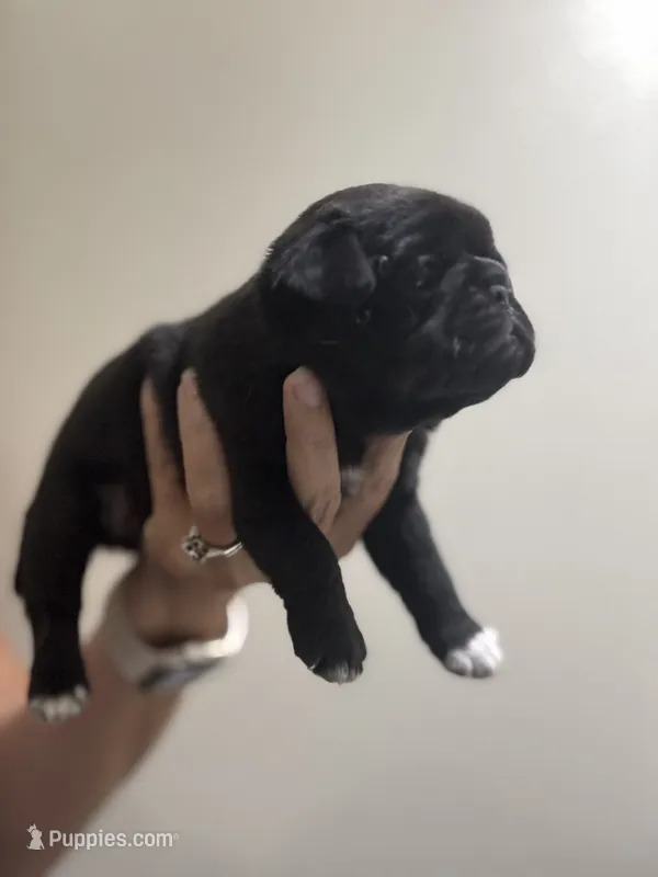 Chunky black boy – Pug puppy for sale in Hurley, MS