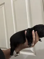 Chunky black boy, a male Pug for sale in Hurley, MS – 2 of 4