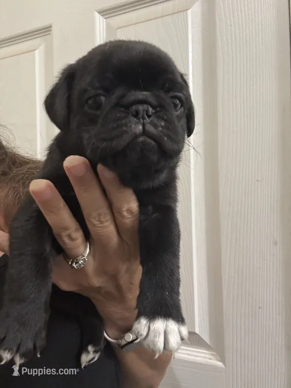 Chunky black boy – Pug puppy on hold in Hurley, MS