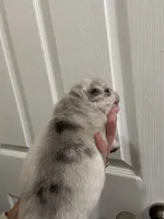 White Merle, a female Pug for sale in Hurley, MS – 2 of 4