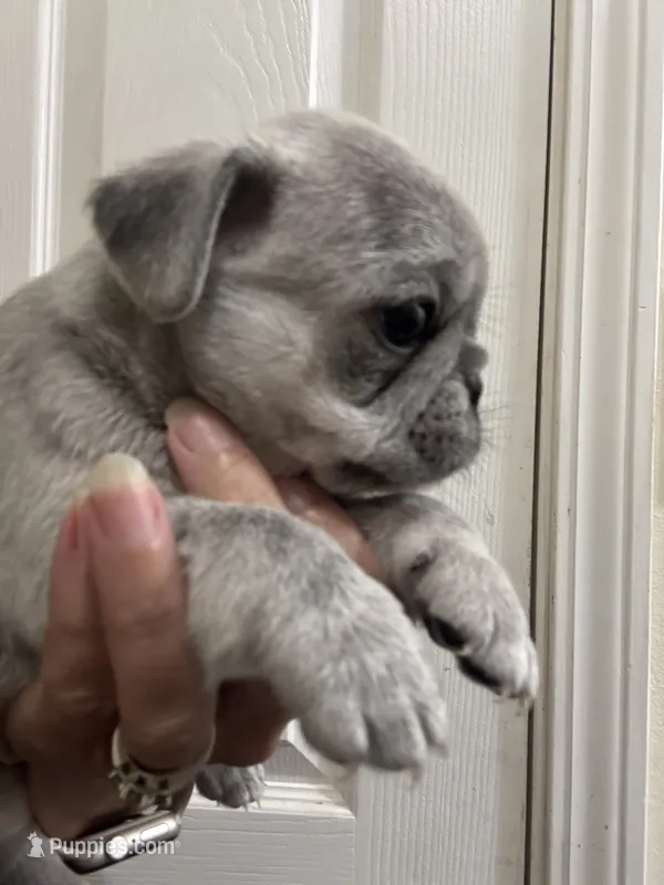 Chinchilla boy – Pug puppy on hold in Hurley, MS