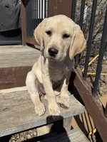 Pink Himalayan Salt, a female Labrador Retriever for sale in Wichita, KS – Photo 4 of 5