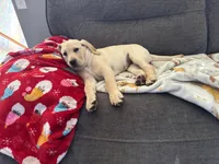 Pink Himalayan Salt, a female Labrador Retriever for sale in Wichita, KS – Photo 2 of 5