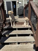 Pink Himalayan Salt, a female Labrador Retriever for sale in Wichita, KS – Photo 5 of 5
