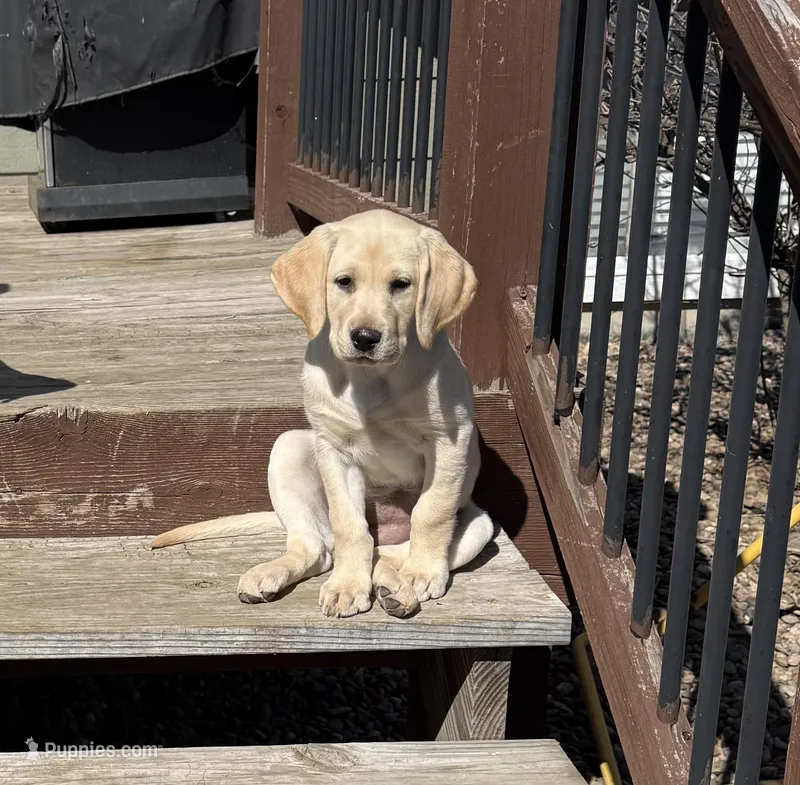Pink Himalayan Salt – Labrador Retriever puppy for sale in Wichita, KS