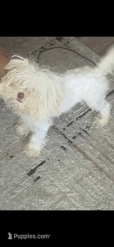 LOUIE – Havapoo puppy for sale in Charlotte, NC